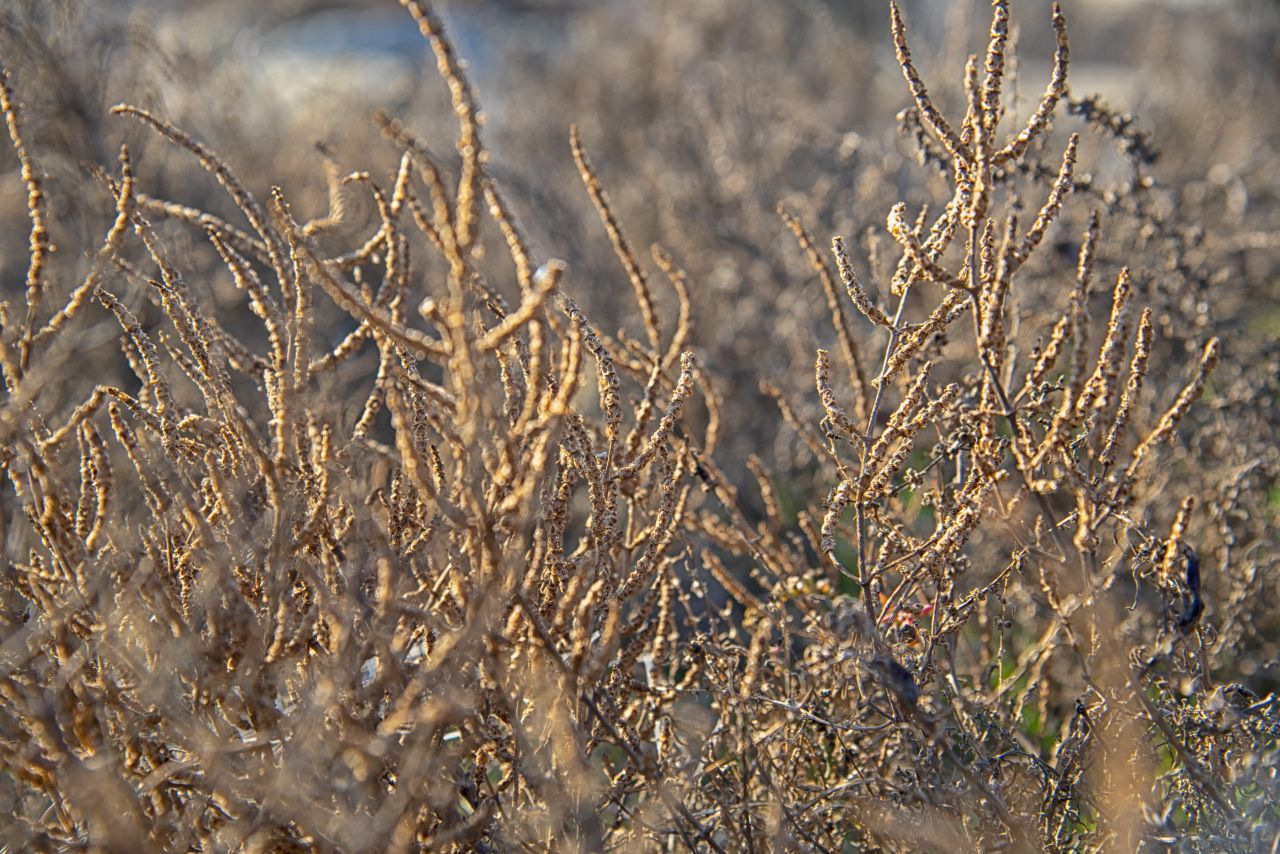 La salicornia e il salicornieto: scrigni di biodiversità all’Idroscalo di Ostia La salicornia e il salicornieto: scrigni di biodiversità all’Idroscalo di Ostia